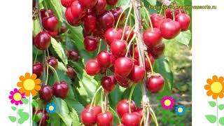 Черешня гибридная Бурлат. Краткий обзор, описание характеристик prunus avium Burlat