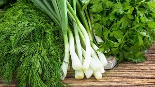 167. Как ускорить всхожесть семян МОРКОВИ, УКРОПА, ПЕТРУШКИ