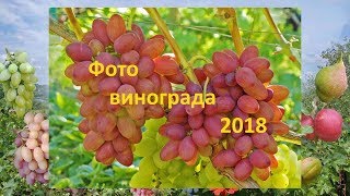 Новые сорта винограда и испытанные. Фото винограда Гергеля