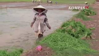 Kertajati Gusur Petani? (3)