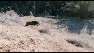 Best Wild boar hunting - CHASSE SANGLIER 2020