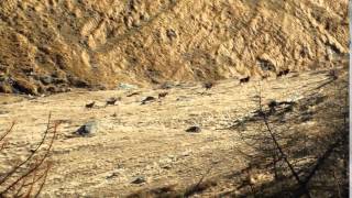 Mufloni al Parco Orsiera Rocciavrè