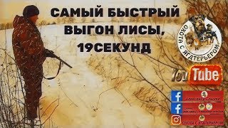 Охота с ягдтерьером, выход лисы через 19 секунд