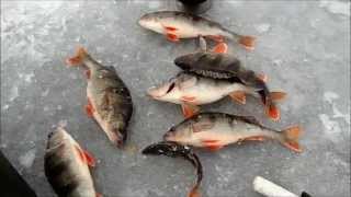 Зимняя рыбалка на Волге. Окунь на гондурас. Самара. Ice fishing for perch.