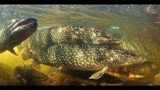 Рыбалка на реке Восточный Маныч