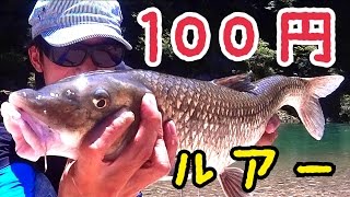 ダイソー100円ルアー ミノーモンスターでニゴイ釣り！