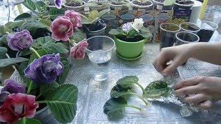 Фиалка из листа. Листочки дали маленькие детки ?