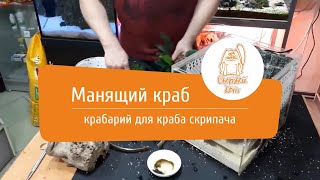 Манящий краб. Краб скрипач. Крабарий для манящего краба. Fiddler crab. Uca tangeri.