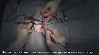 Кастрация кобеля | Male dog castration