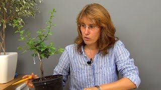 Бонсай из боярышника (ч.1).