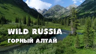 Алтай 2020 [Заповедная Россия] Катунский заповедник. Золотой корень. Хариус. Марал. Кабарга. Сибирь.