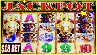 ✨ FINALLY JACKPOT HANDPAY BUFFALO GOLD THE CURSE IS BROKEN $18 BET BONUS ✨ HIGH LIMIT SLOT MACHINE ✨