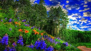 Весенний лес. Пение птиц. Релакс ТВ5