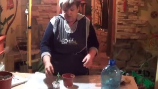 Миртовое Дерево.Мирт. Дерево Невест. ТАЛИСМАН ЖЕНСКОГО СЧАСТЬЯ
