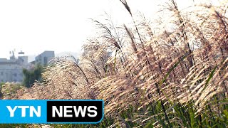 [영상] 도심 속 물결치는 은빛 물억새 / YTN