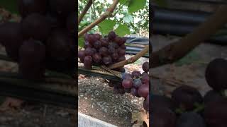 Сорт винограда «Пёстрый» Сергея Гусева. 2019г.