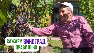 Выращивание винограда в Сибири. Посадка