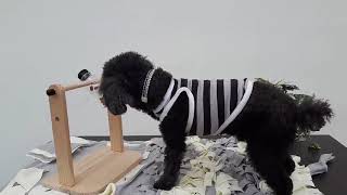 강아지 노즈워크 코나무 장난감