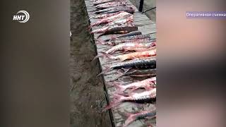 В Дагестане  задержали браконьера с уловом осетра на сумму  около миллиона