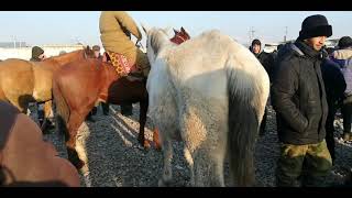 18.01.20. Ат, КОЙ. ЖАЛАЛ АБАД МАЛ БАЗАРЫ