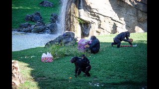Papá Noel entrega sus regalos a los animales en BIOPARC Valencia (2019)