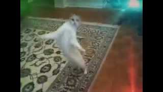 Кошачий тик тоник