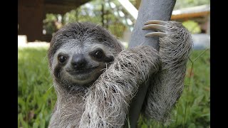 ЛЕНИВЦЫ. СМЕШНЫЕ ЖИВОТНЫЕ  ЛЕНИВЦЫ.