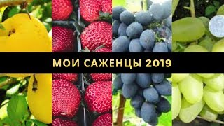 Посылка от компании Agro-Market