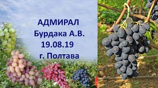 Виноград 2019  Виноград Адмирал  Отзыв о винограде