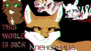 Коты-Воители ▶|Клип|◀  Кленовница ~ THIS WORLD IS SICK ?