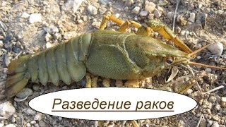 Разведение раков. Идея малого бизнеса