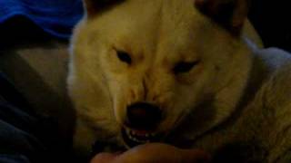 Nala the CHOW HUSKY dog lick trick