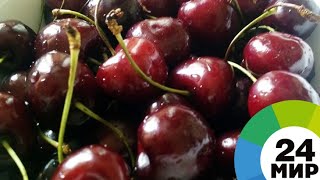 Армения отправит в ЕАЭС «мясистую» черешню – урожай уже поспел - МИР 24