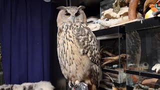 Yoll's stream общительный домашний с совами и @Polina ArtCardinale