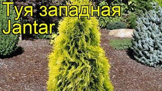 Туя западная Янтарь. Краткий обзор, описание характеристик thuja occidentalis Jantar