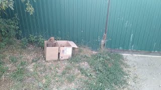 Новости Лохматой Души. Чехов - Грязи.