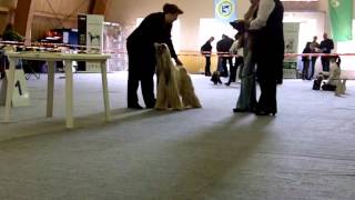 Двойная выставка собак всех пород 21, 22 апреля 2012 г.
