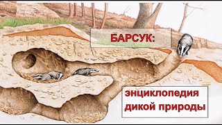 БАРСУК