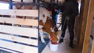 Помещение на 5 голов? молочного КРС в нашем фермерском хозяйстве.Привязное содержание коров.