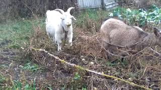 НАШИ КОЗЫ