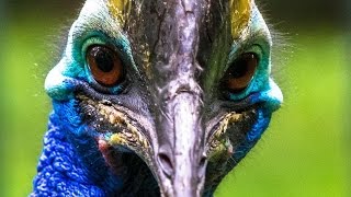 КАЗУАР - САМАЯ ОПАСНАЯ ПТИЦА НА ПЛАНЕТЕ