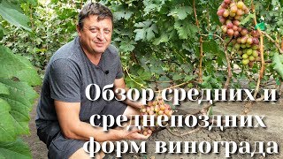 Обзор средних и среднепоздних форм винограда на нашем участке