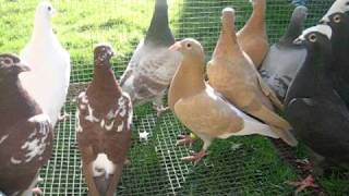 Palomas Mensajeras de Color