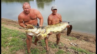 Урал.  Трофейный сом на ракушку