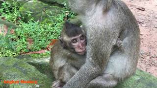 Stop beating and attacking little baby monkey I can't control feeling - poor baby monkey cry loudly
