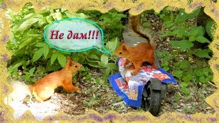 Репортаж с одной поляны 08.07.2018.  Белки в парке "Зелёный Остров"