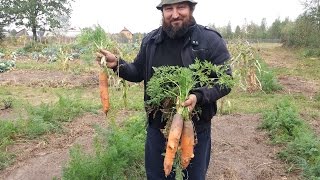 Рекордные урожаи морковки, картошки... в грядках Розума на песке в блочных модулях А. Савина