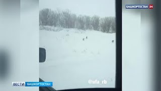 В Башкирии засняли стаю волков: ВИДЕО