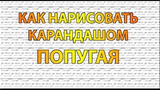 Видео: Как нарисовать ПОПУГАЯ карандашом поэтапно для начинающих?