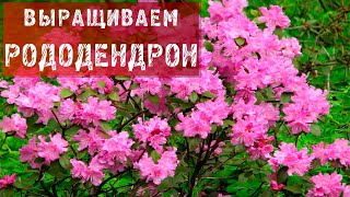Рододендроны